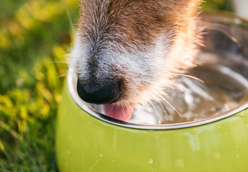 Нос на куче, плискащ вода от купа