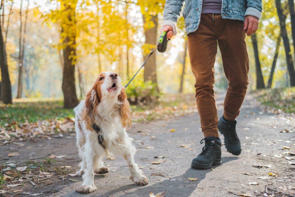 Някои кучета лаят, защото се чувстват несигурни, например докато са на разходка.