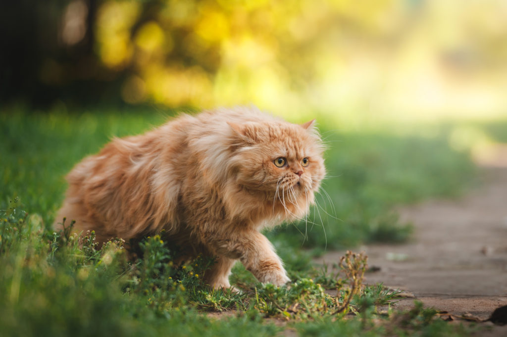 оранжева персийска котка в трева