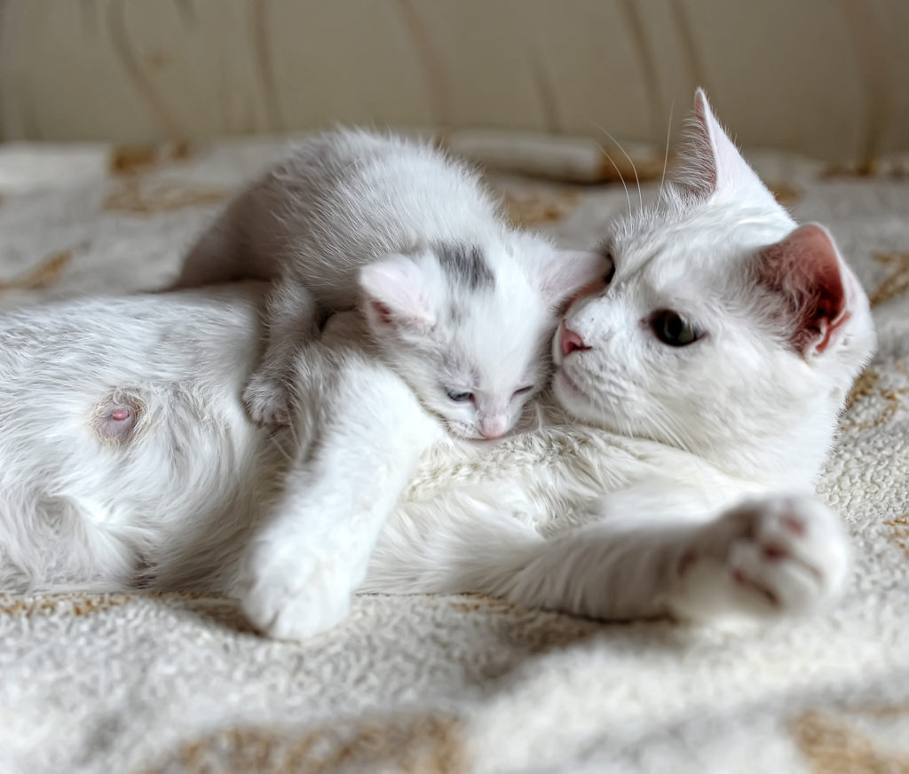 бяло коте и майка