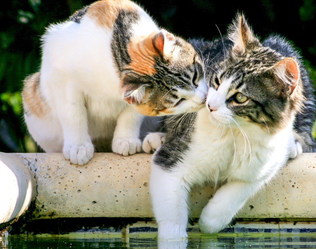 две котки седят докато се чистят една друга