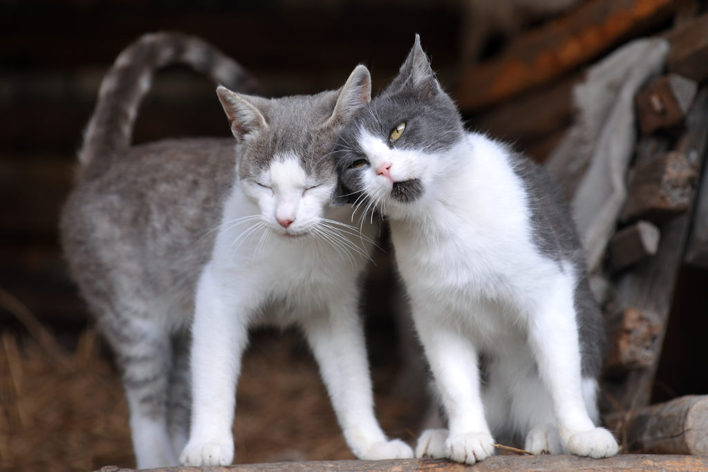 две сиви котки докосват главите си