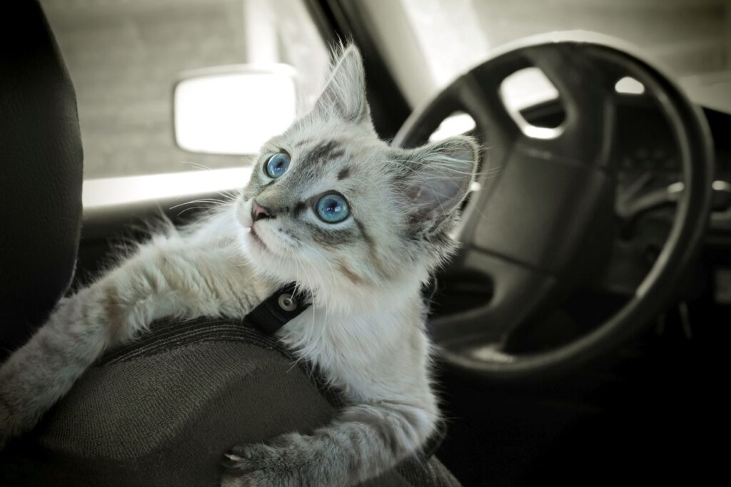 Котката седи в колата на седалка