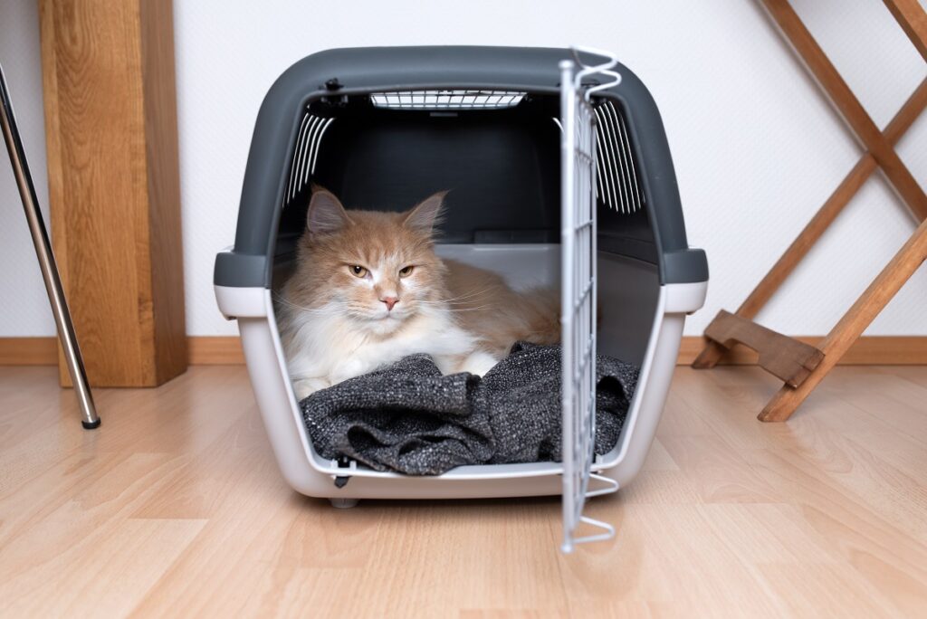 кремаво таби джинджифил мейн куун котка лежи върху одеяло в отворена кошница за домашни любимци на закрито пред бяла стена