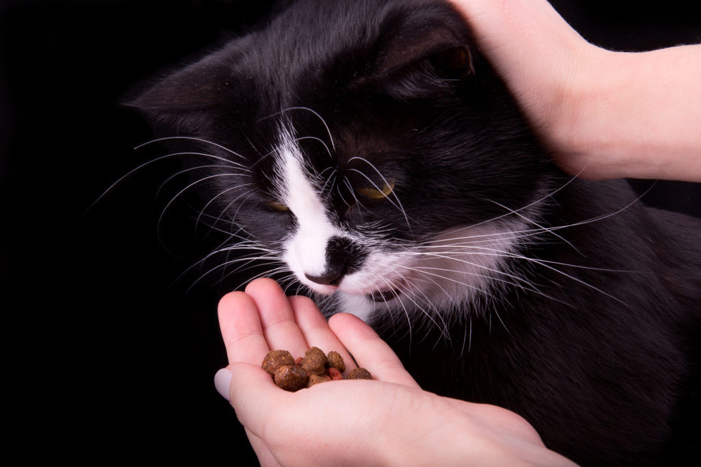 на черно-бяла котка се предлага суха храна от ръка