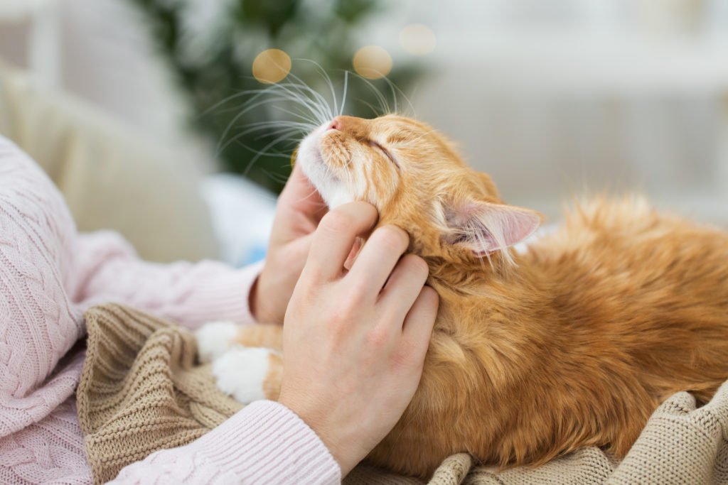 домашни любимци, хигиена и концепция за хора - близък план на собственичка, която гали червена котка в леглото у дома