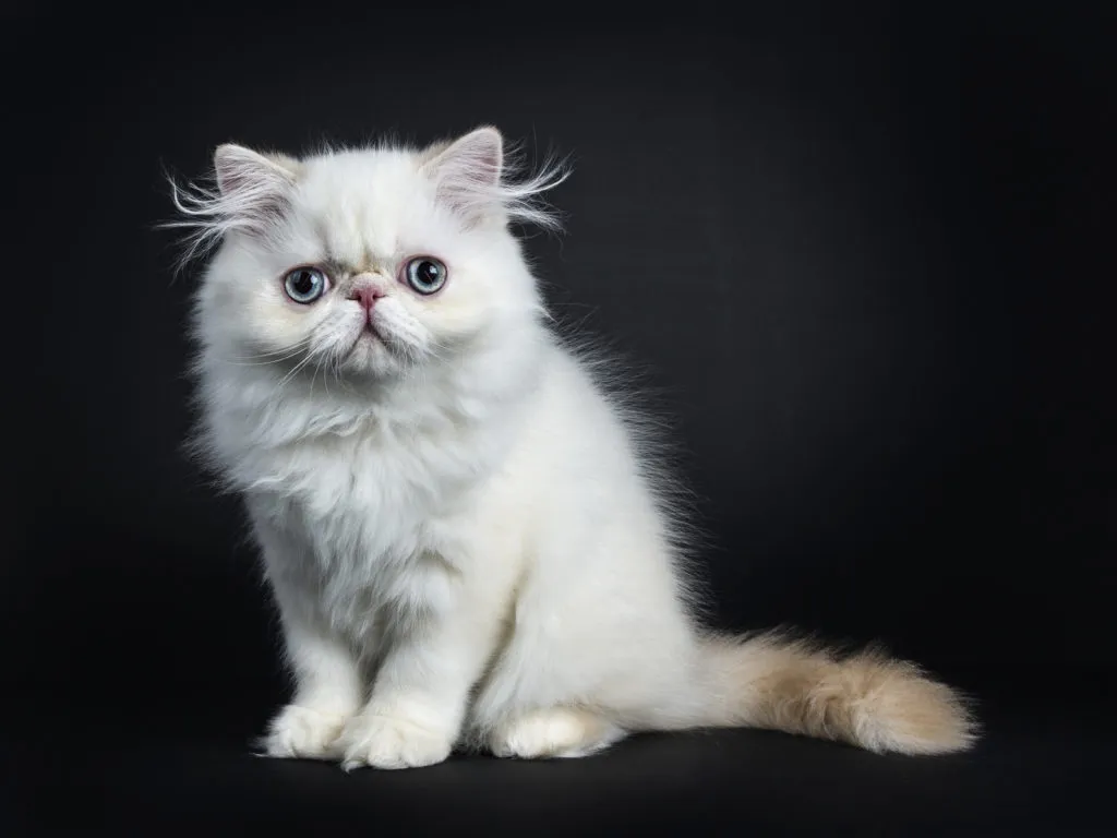 персийско коте бяло персийско коте на черен фон