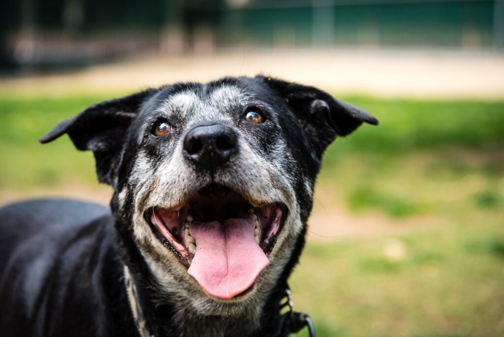 Портрет на щастливо старо куче в парка за кучета.