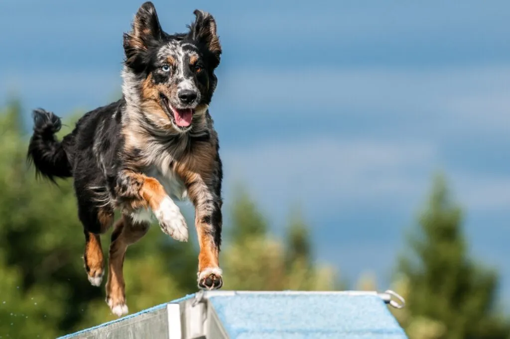 Agility Аджилити с кучето