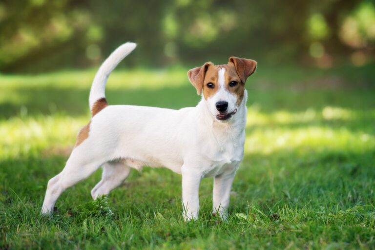 Малък, но невероятен: Джак Ръсел териерите са дружелюбни кучета със забележителен темперамент и много обичащи движението.