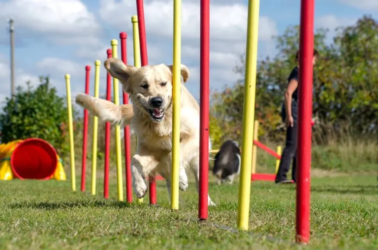 Dog agility slalom, sports competitions of dogs in the summer in Кучешкият спорт поддържа Вашия четириног любимец във форма както физически, така и психически.