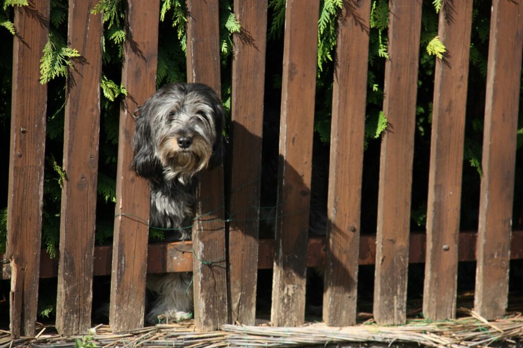 Оградата не е достатъчна контрацепция за разгонено женско куче.