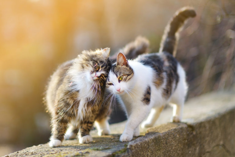 две котки, които ходят по каменен къс