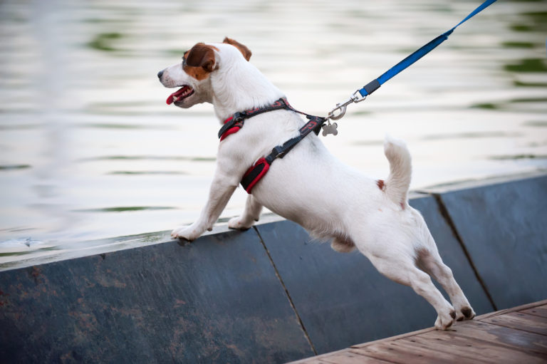 куче в колан, надвесено над вода