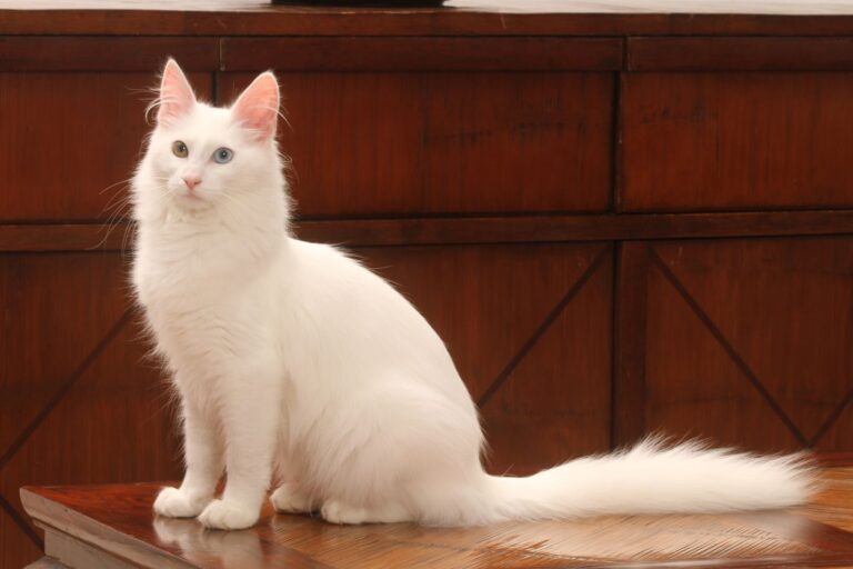 елегантност на ангорска котка, седяща в профил