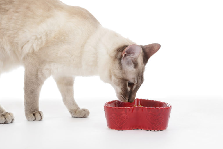 котка яде от купа със сърце. статия за храненето на стерилизирани котки