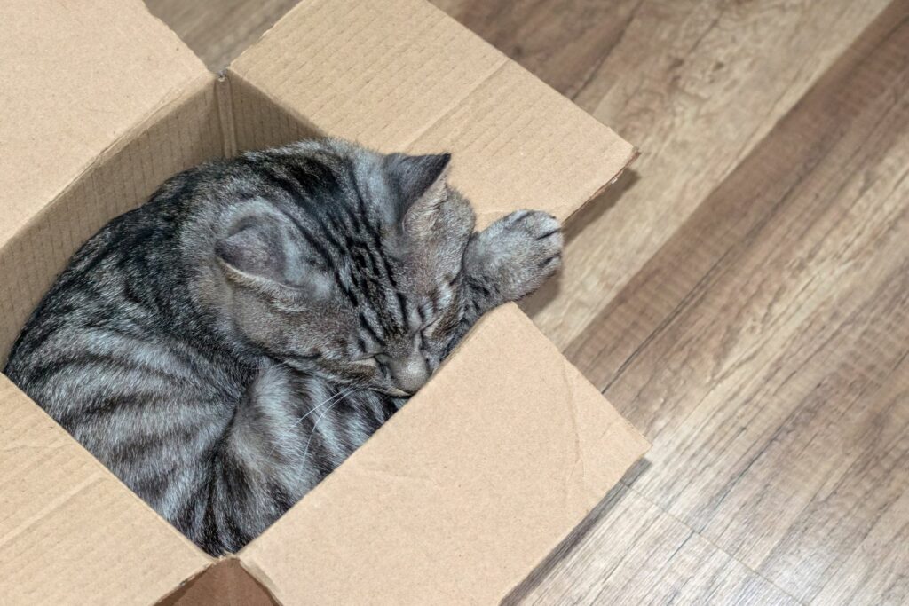 Защо котките обичат картонените