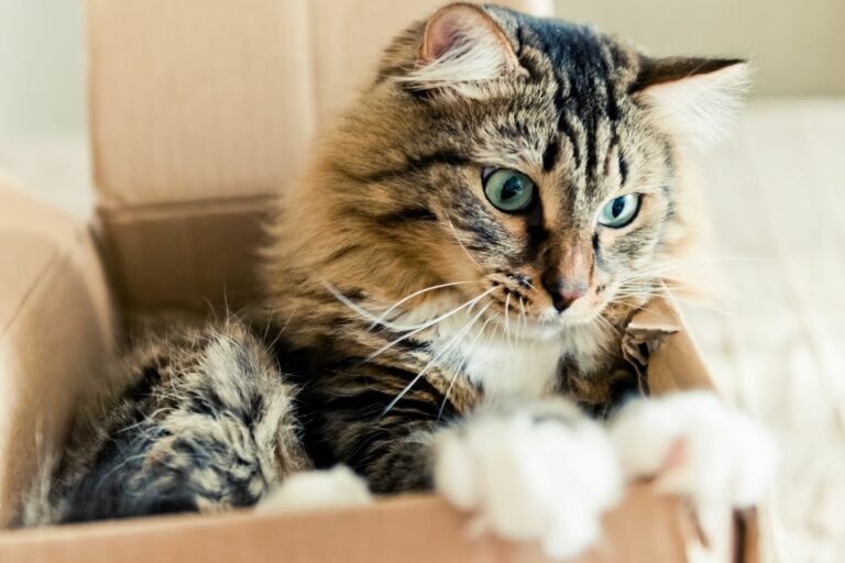 Защо котките обичат картонените кутии